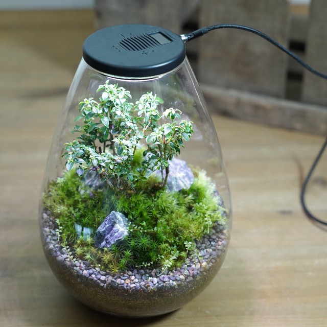 テラリウム盆栽-コウチョウギ-◆換気機能付きLED Air＆lightセット◆限定作品10.18.＃2