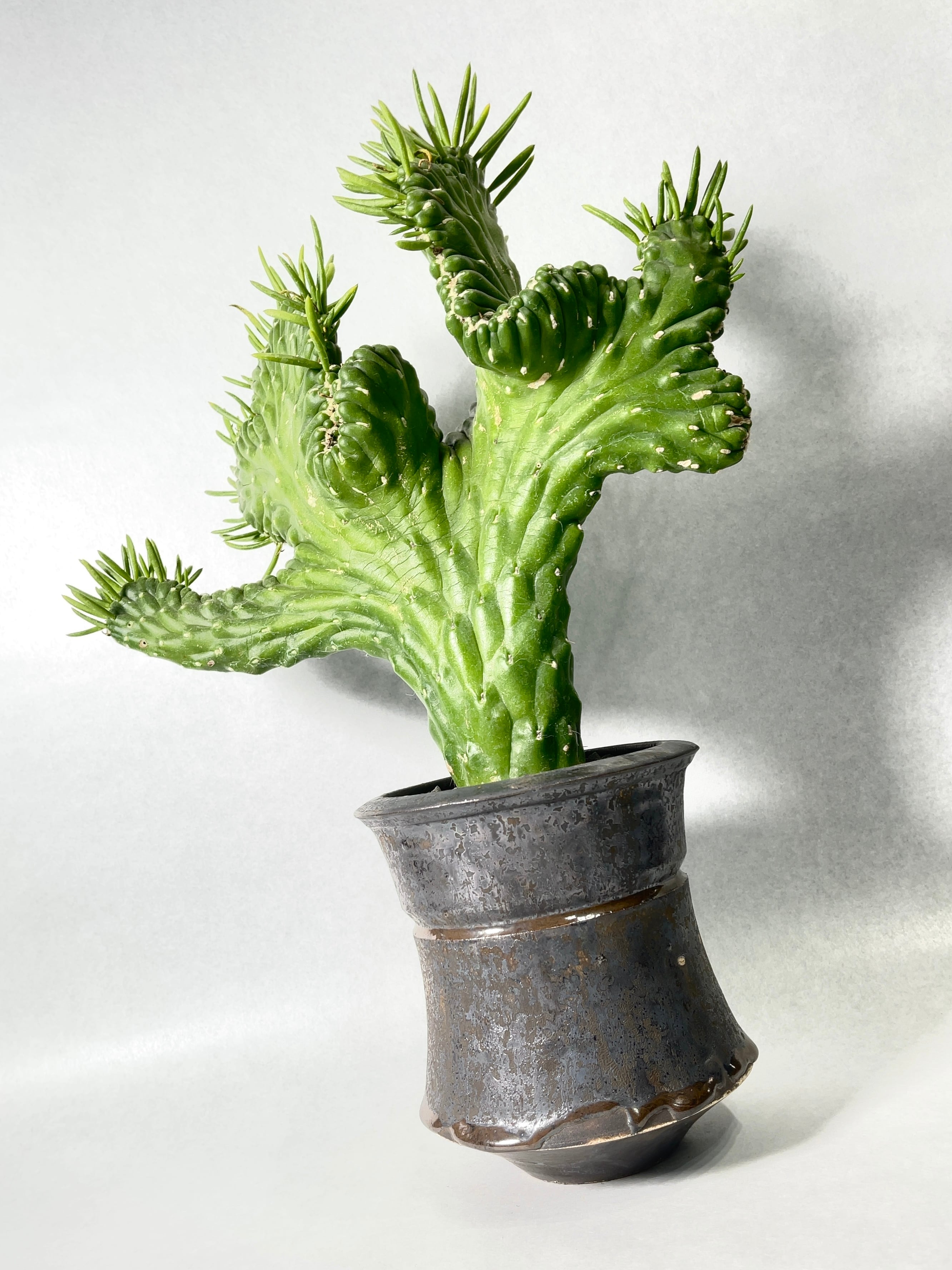 アウストロキリンドロプンチア・将軍綴化 | trigger