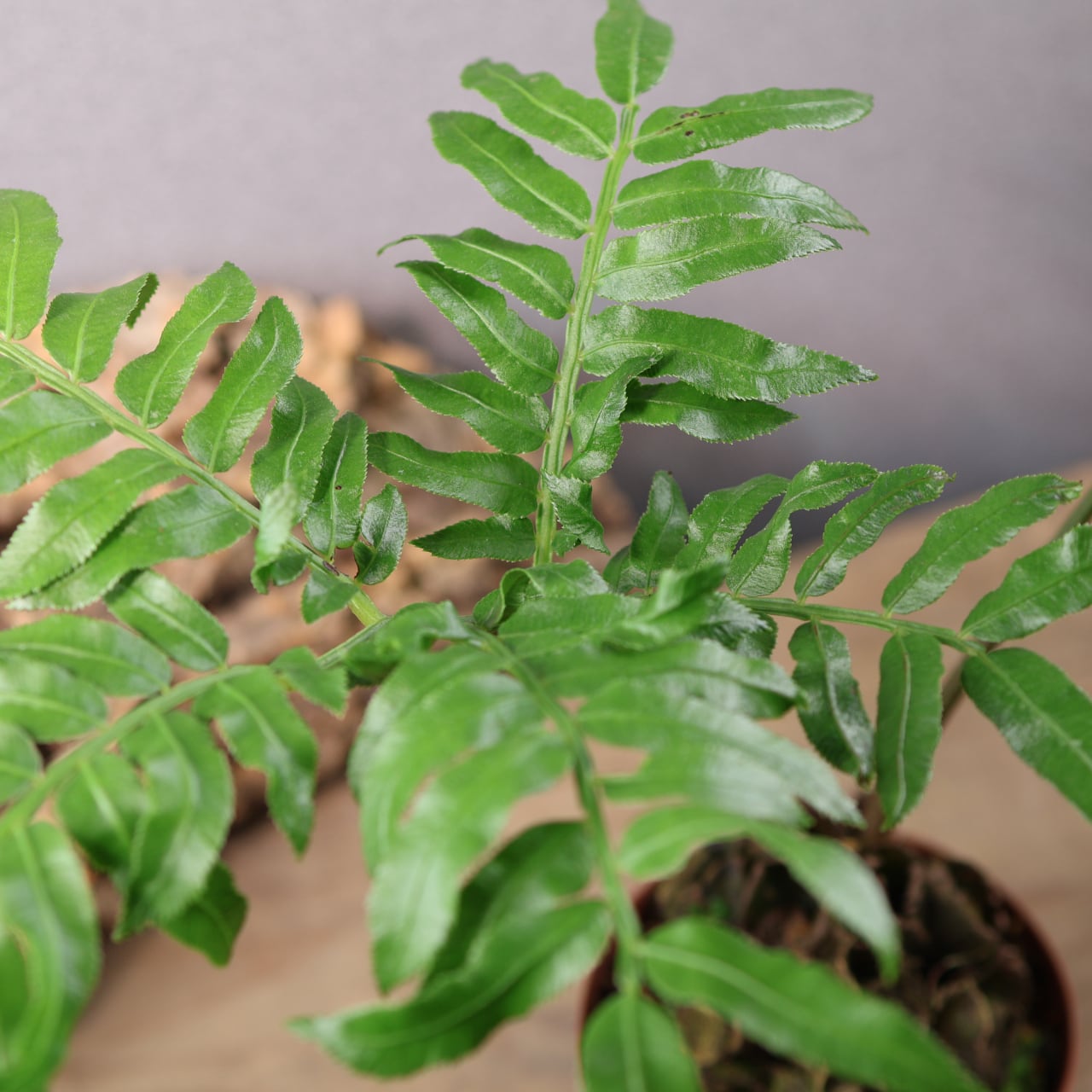 659『リュウビンタイ』 観葉植物【送料無料】 | MARX PLANTS | 観葉