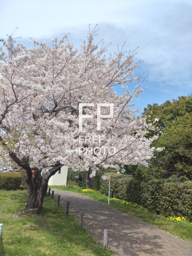 桜