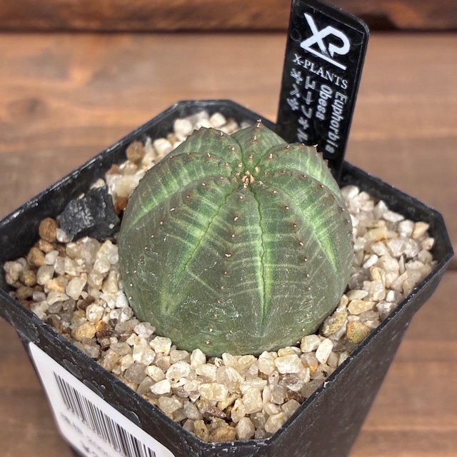 【新着3日限定10%OFF】ユーフォルビア　オベサ【275】
