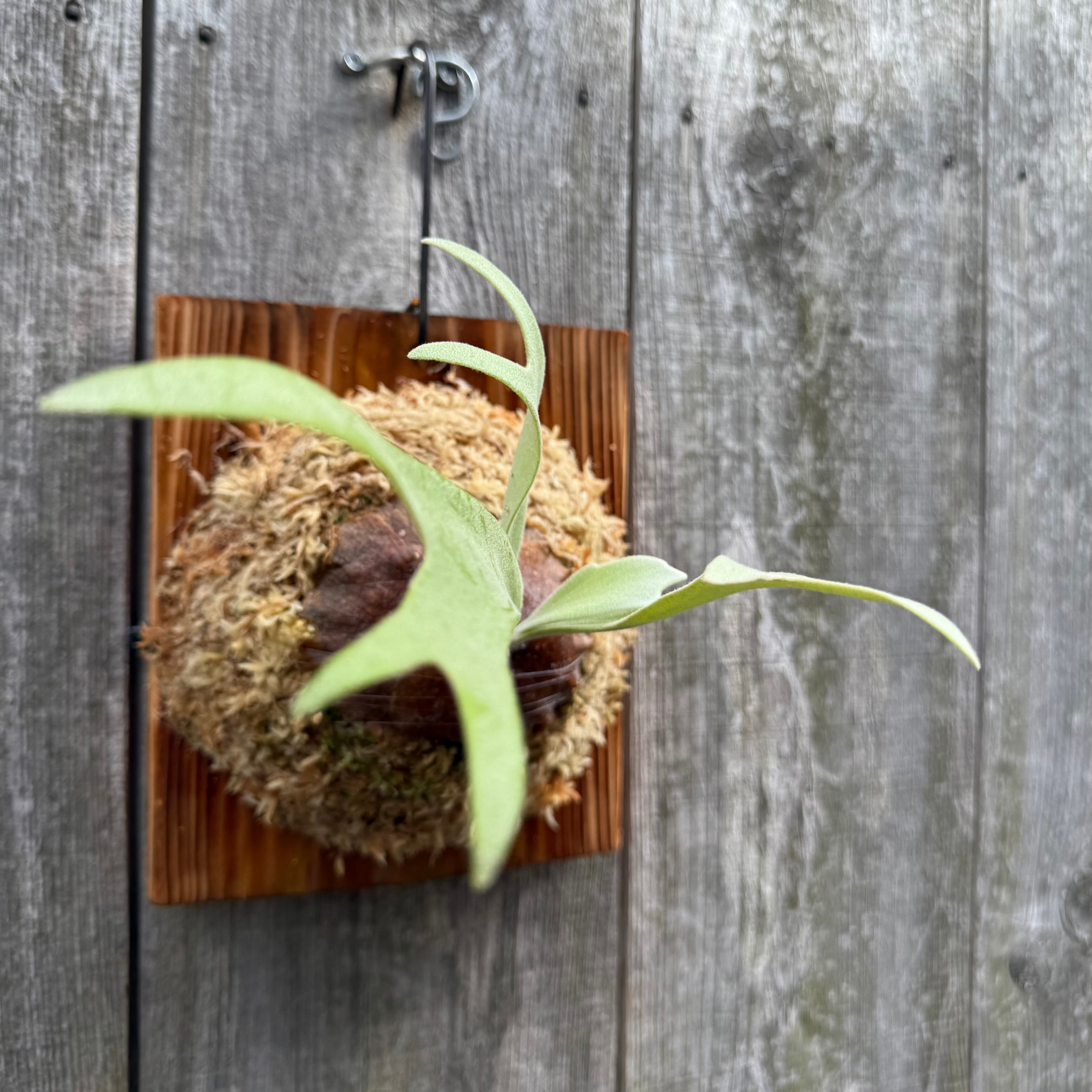 P. willinckii cv. Aplus special (pup) | naturefix