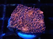 Chalice UltraGrade PinkGlitter From Austraria 6