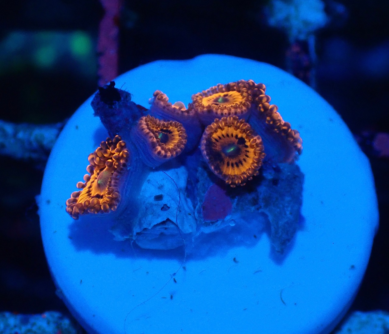 【現地買付】JalartaZoa 10