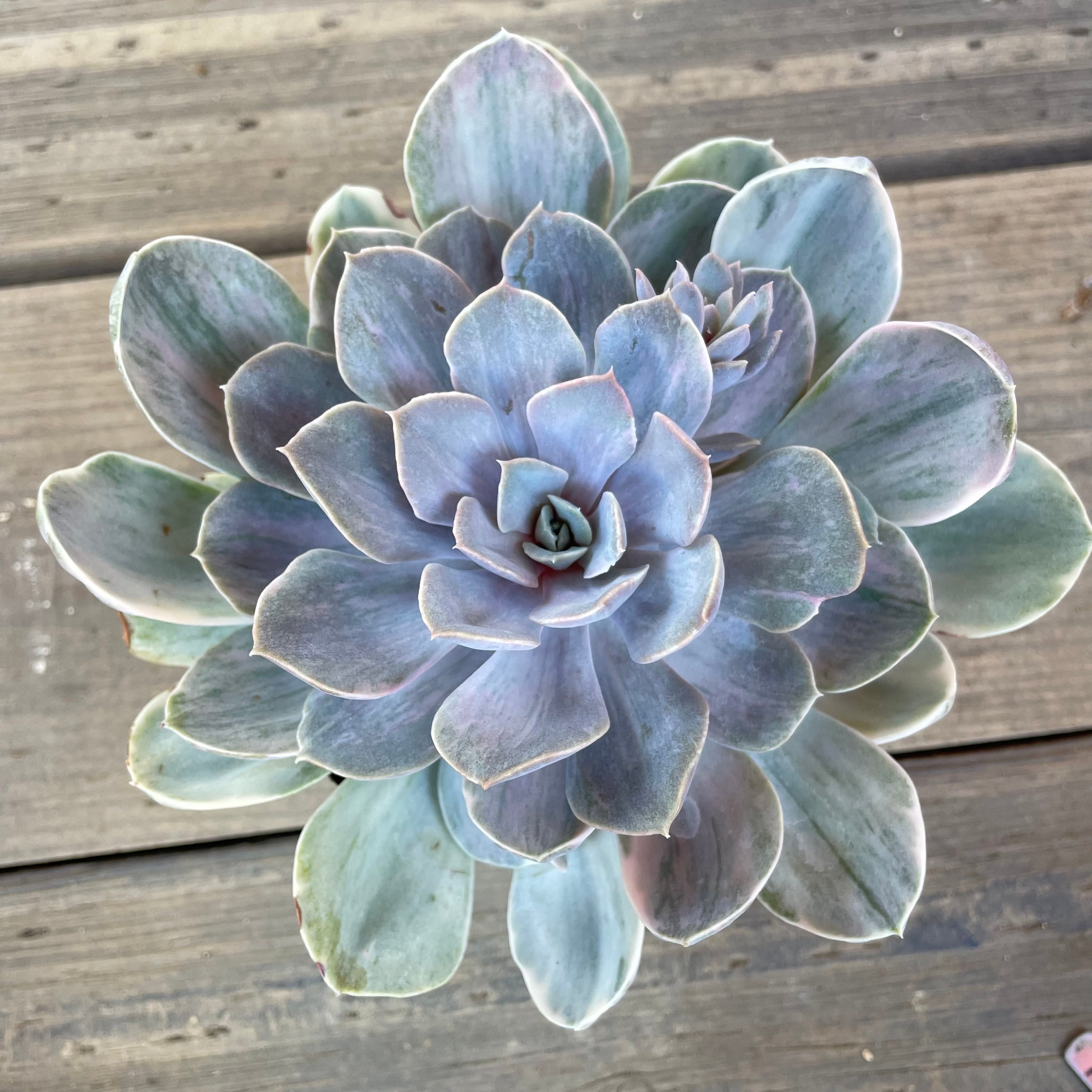パールフォンニュルンベルグ錦 | RuPo 多肉植物専門店