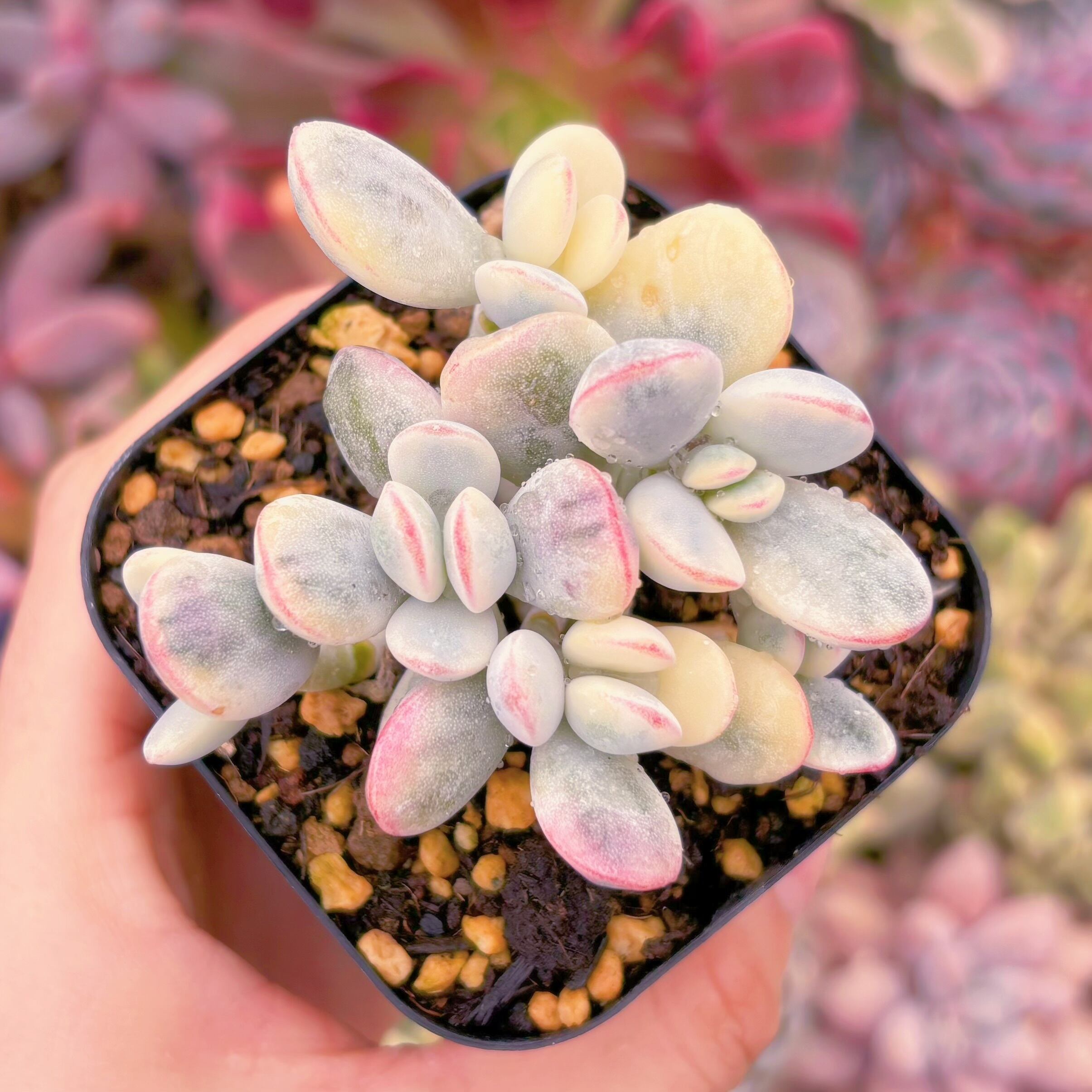 現品　達磨福娘錦#641　るる農園