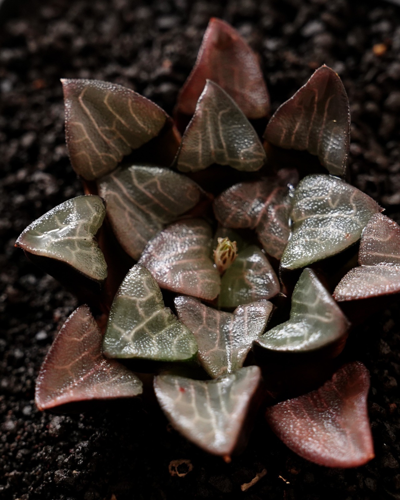 一部発根済カット苗 ハオルチア 大黒天コレクタ M Haworthia 'Daikokuten Correcta'