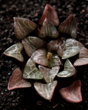 一部発根済カット苗 ハオルチア 大黒天コレクタ M Haworthia 'Daikokuten Correcta'