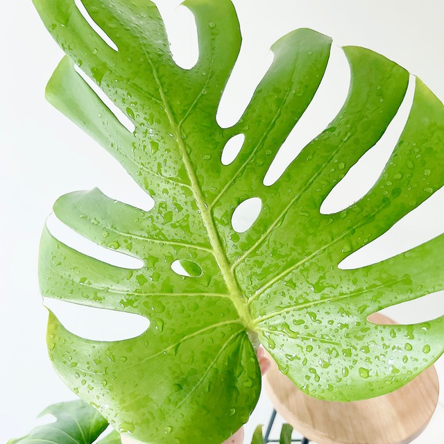 《特別価格》大きな切れ込み モンステラ デリシオーサ 大きめ90cm 観葉植物 calm cafe