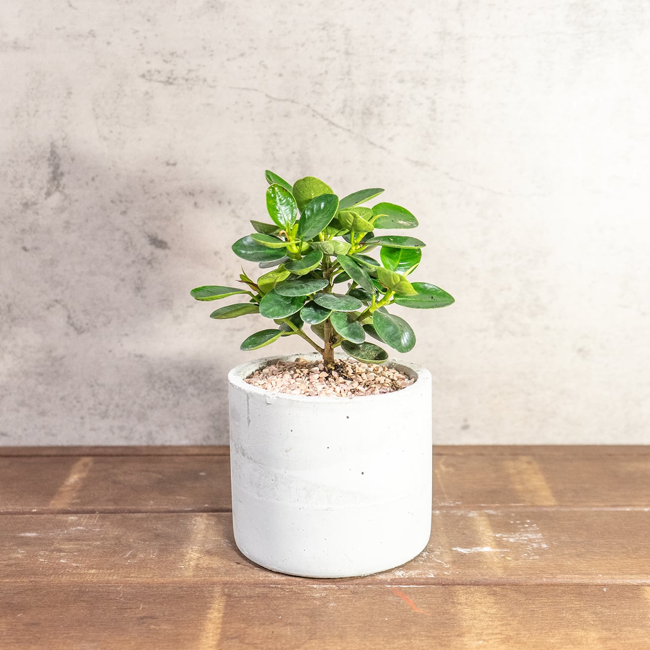 濃い緑の丸葉が密集する、生命力溢れるパンダガジュマル。根腐れを防ぐ独自配合の用土で仕立てた、健康な一鉢。長く愛でてほしい、確かな健康株をお届け。■虫発生抑制【全国一律送料850円】