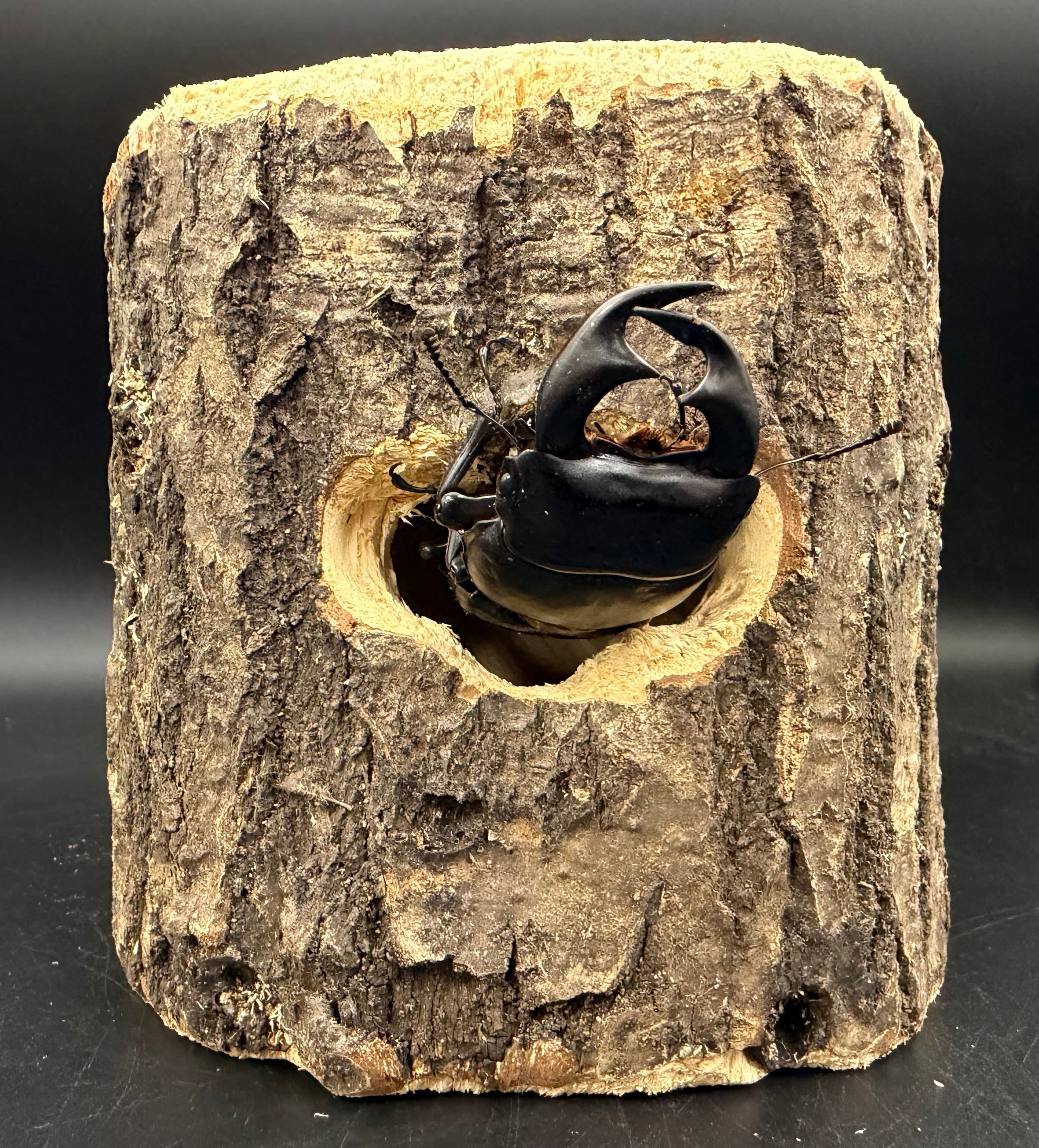 ゼリー穴付き原木シェルター クワガタのお部屋（クワ部屋） | KPW公式