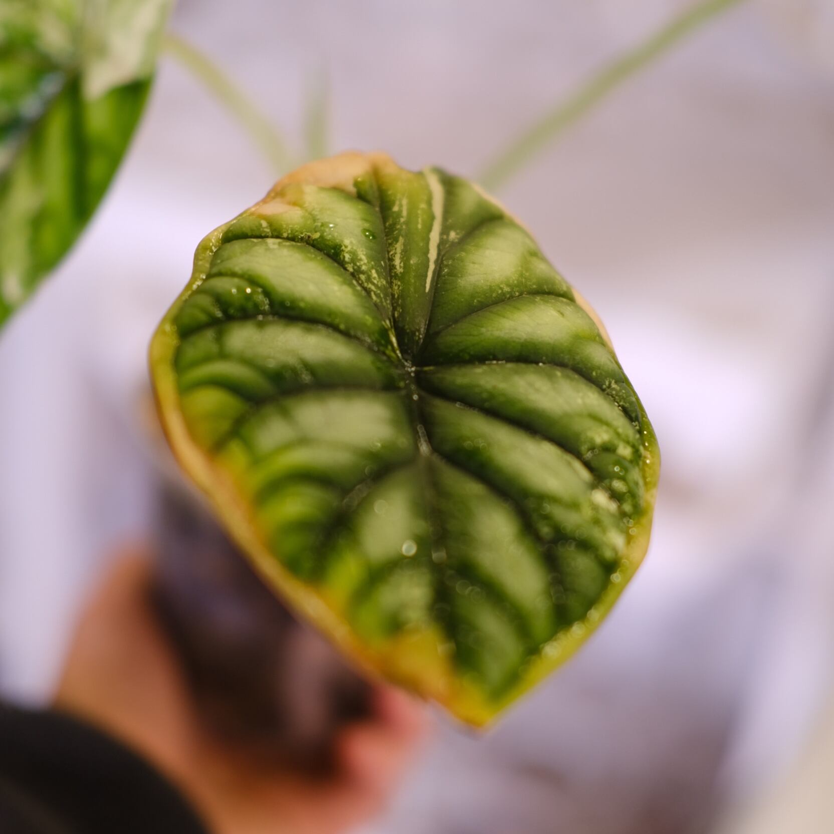 Alocasia dragon scale varigated│アロカシア ドラゴンスケール 斑入