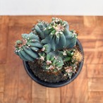 Cereus hildmannianus f. monst【セレウス・岩石獅子】
