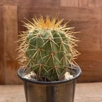 Copiapoa Haseltoniana【コピアポア・ハセルトニアナ・実生】