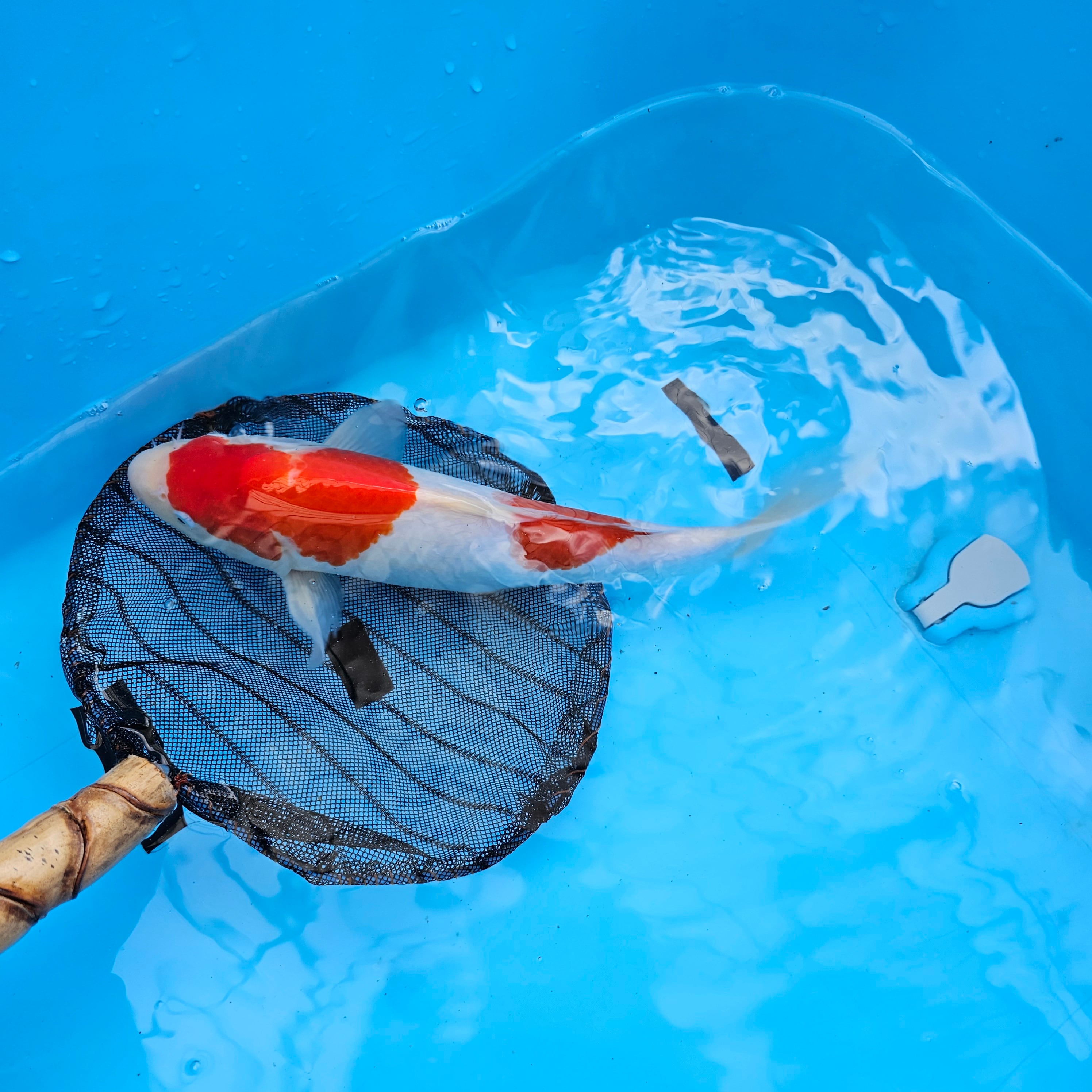 小樽北一硝子製『錦鯉』紅白 未使用