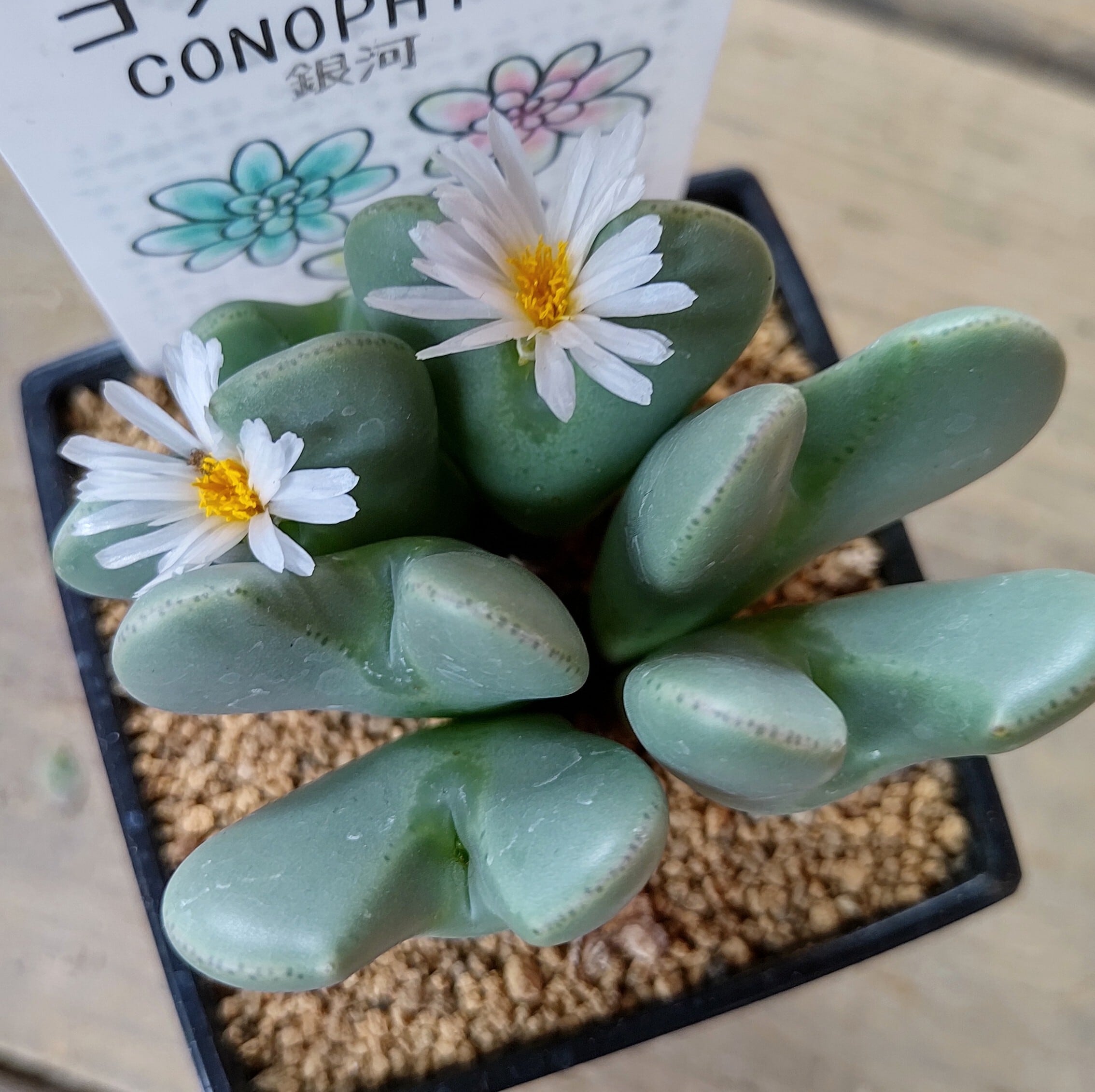 コノフィツム(銀河) | RuPo 多肉植物専門店