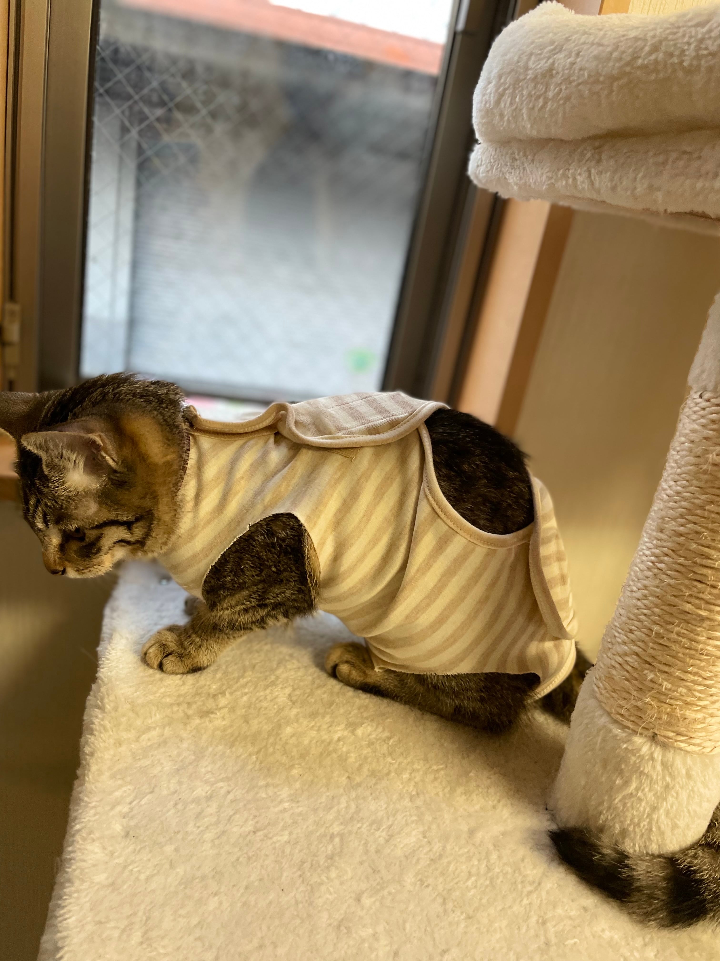 猫の福（服）Sサイズ 限定1点 | ミシン工房六花 オーダーメイド縫製