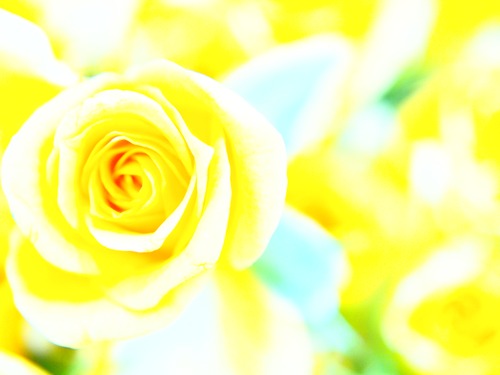 花　Ｎｏ．３１
