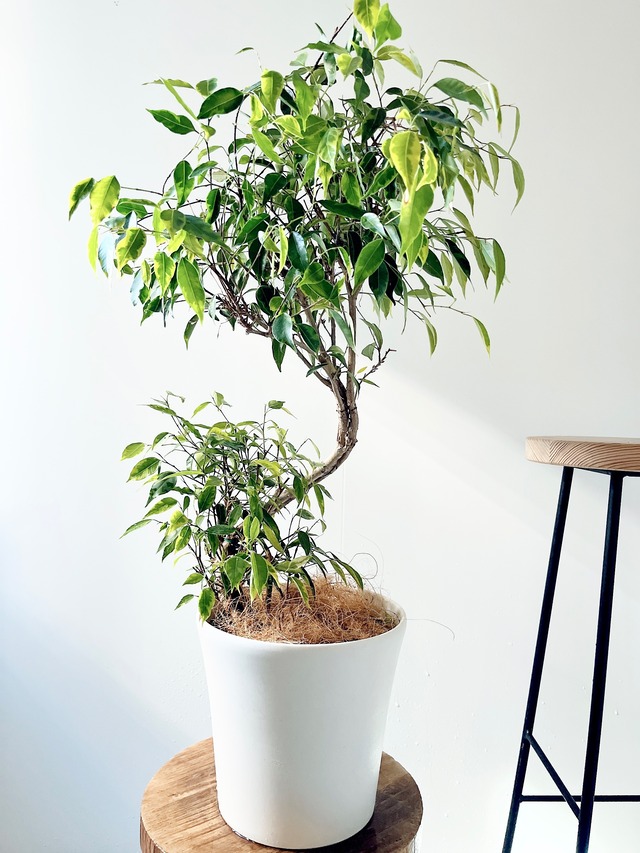 希少 フィカス ルテア アフリカンプリンス 観葉植物 大型 calm cafe 