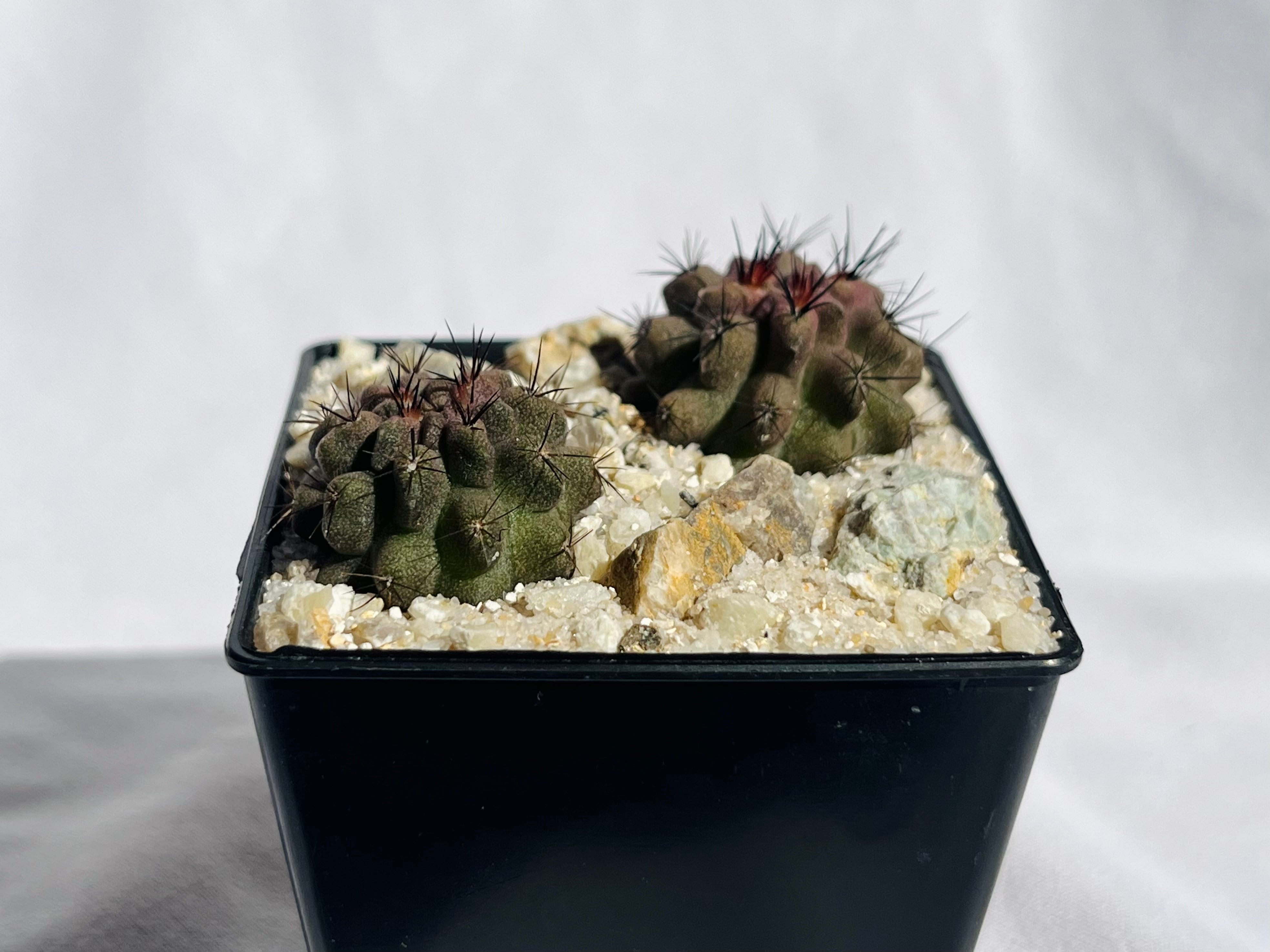 Eriosyce エリオシケ | plants MARU ーサボテン・多肉植物のお店ー