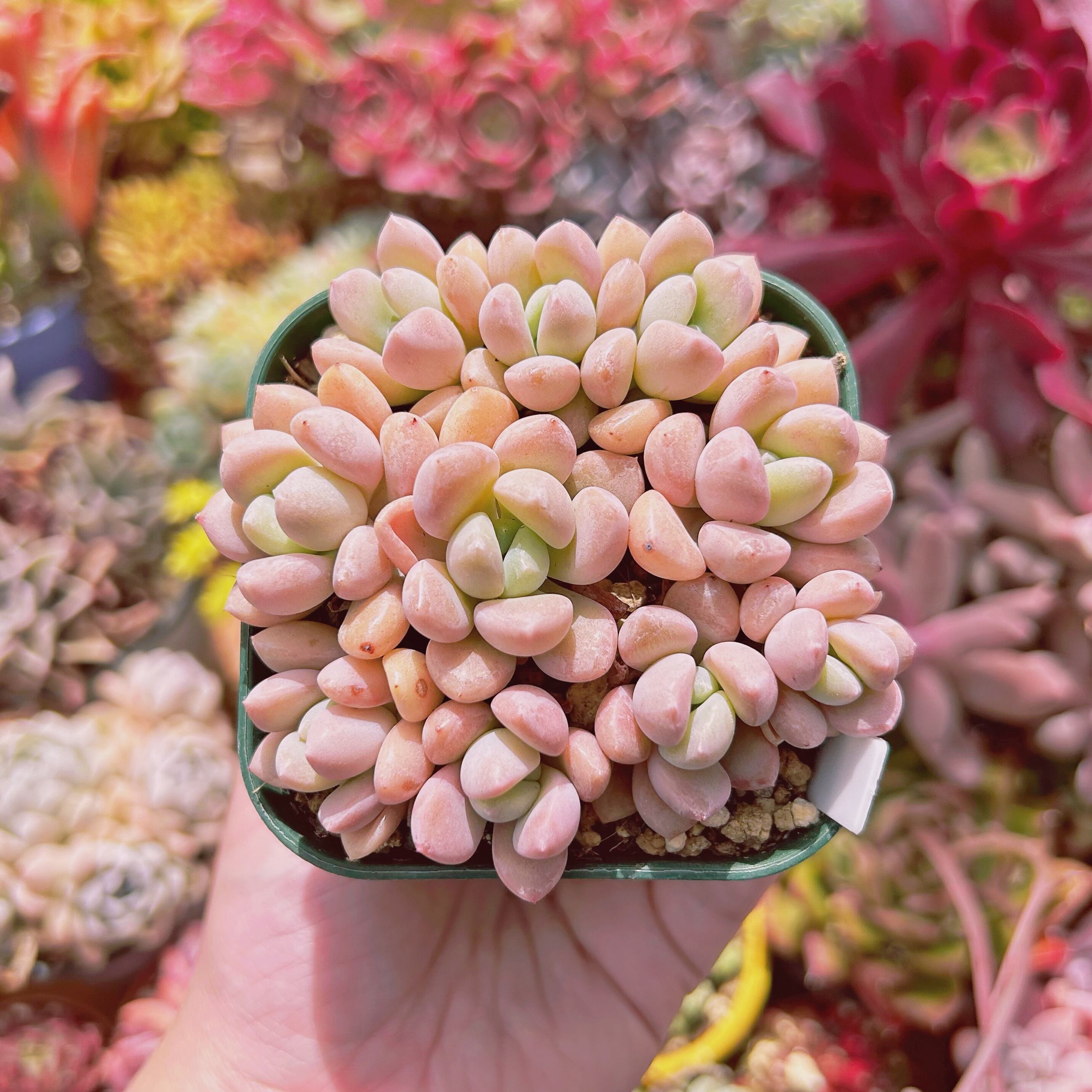 現物 多肉植物 白鷺 抜き苗 | るる農園~多肉植物専門