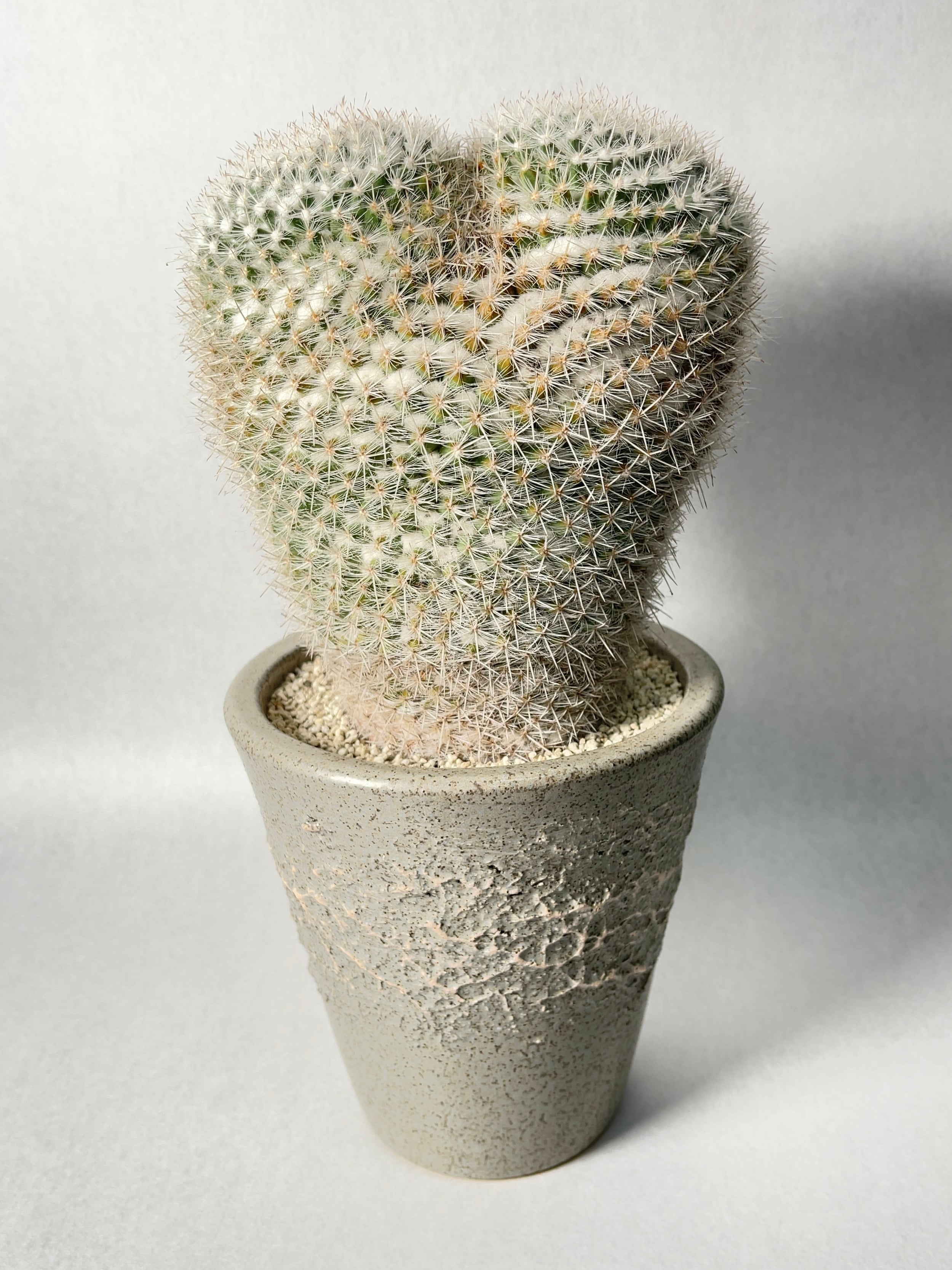 マミラリア・大福丸hyb. | trigger