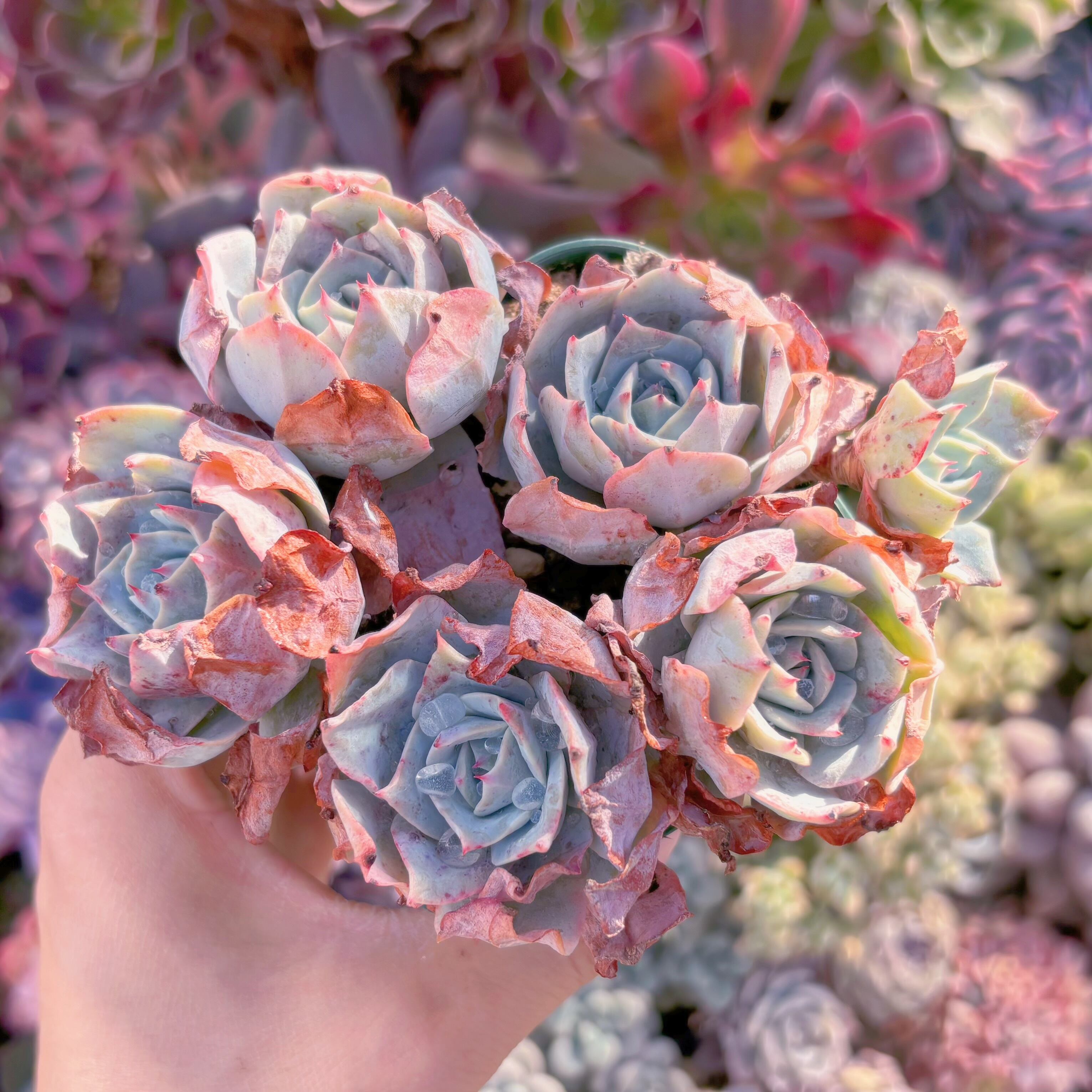 現品　ロザニー#904　群生　るる農園