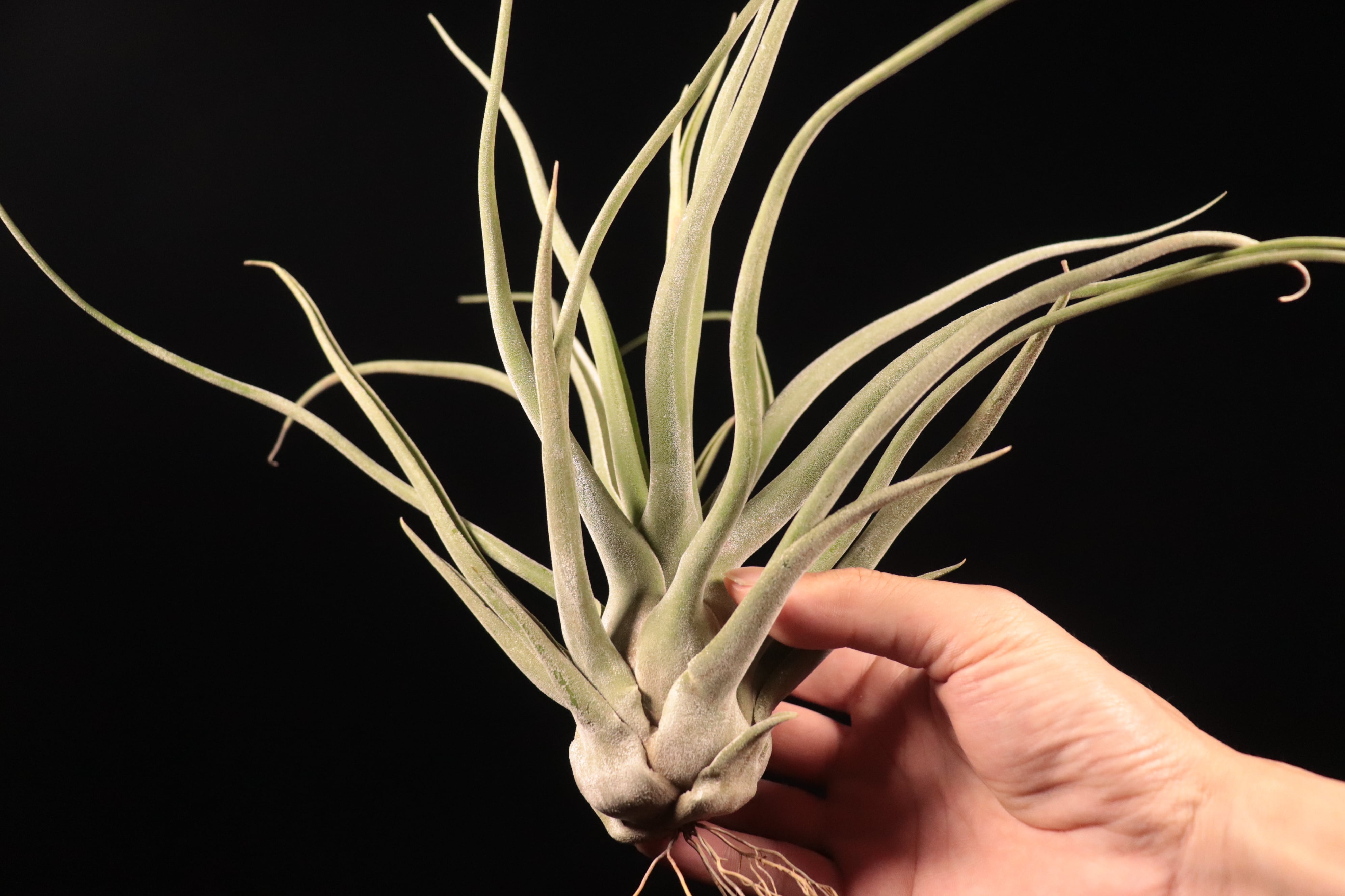 Tillandsia 'Ty' x streptophylla〔ティランジア〕T5837 | plane plants