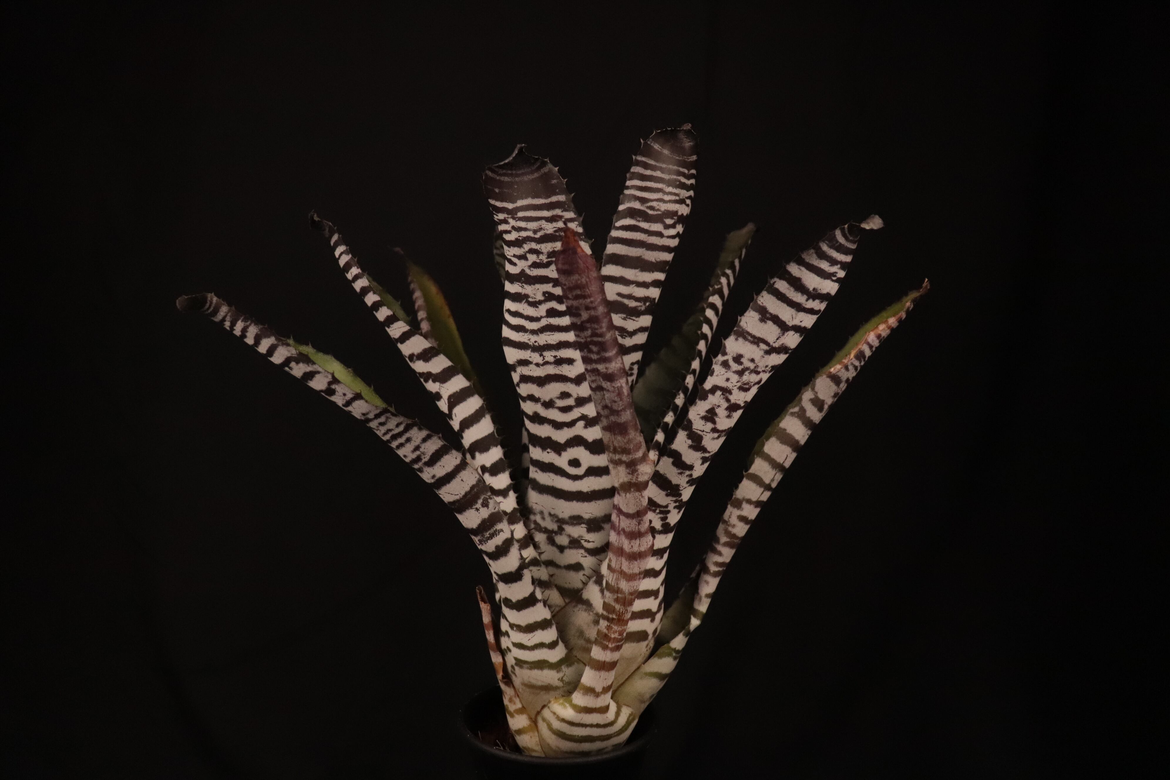 Aechmea chantinii Hybrid〔エクメア〕現品発送A0145 送料無料】Aechmea chantinii Hybrid〔エクメア〕現品発送A0097