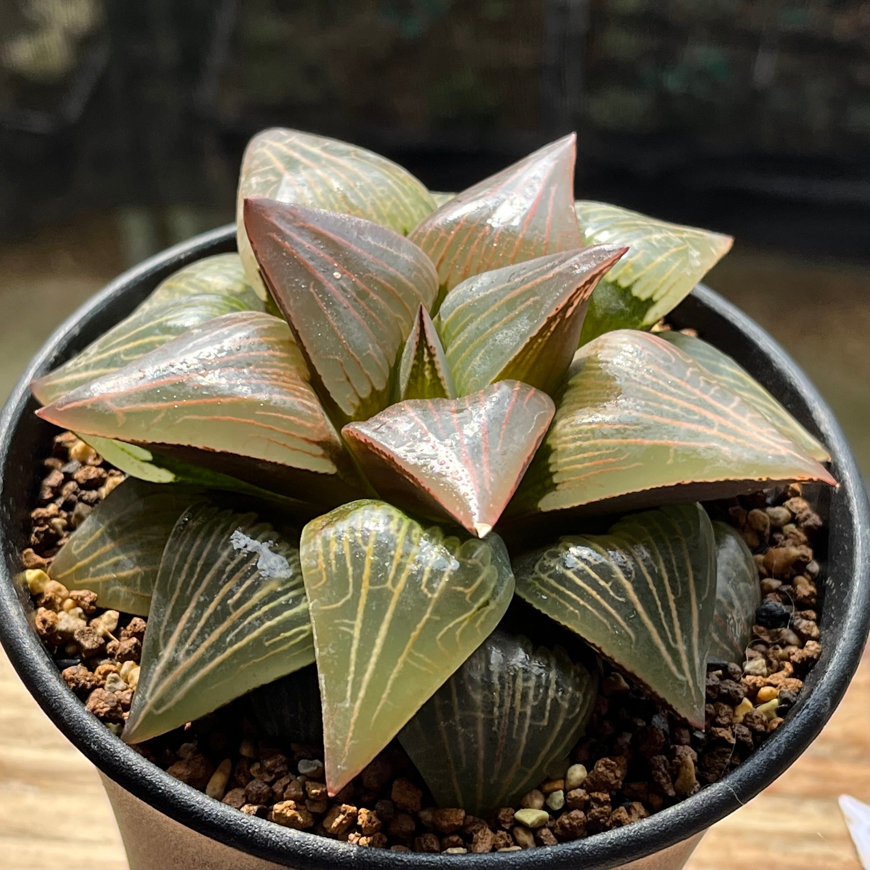 ハオルチア オブツーサ錦 竜珠 糊斑 | mocono_plants