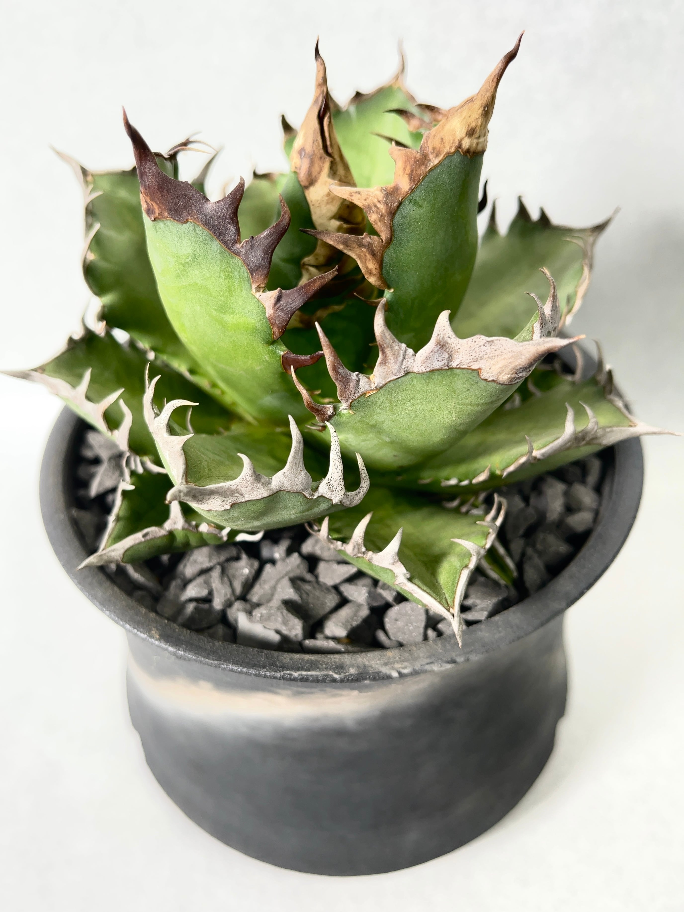 アガベ・レッドキャットウィーズル | trigger