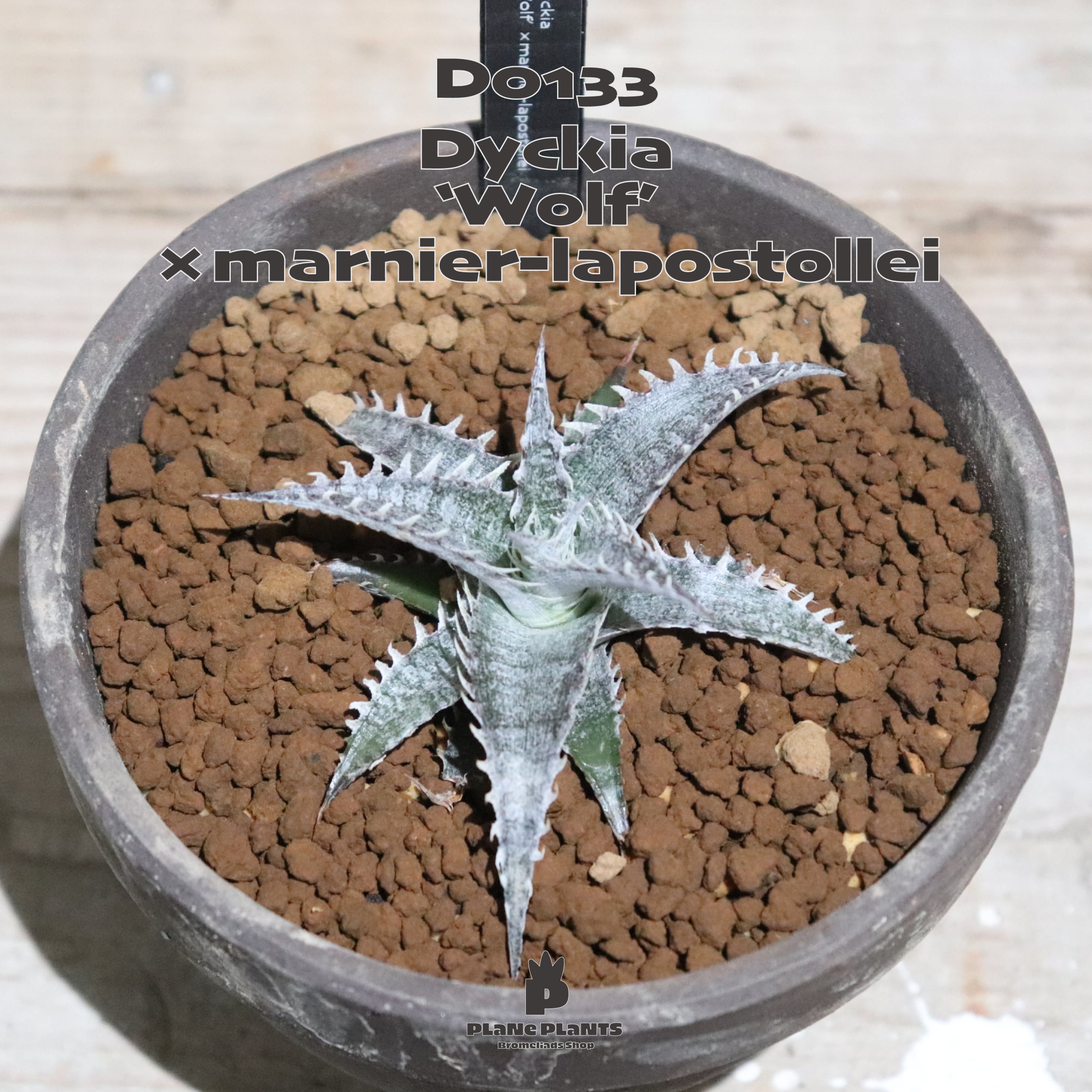 ディッキア Dyckia Koka Wolff (original) 子株 ⑵ ディッキア Dyckia Koka Wolff (original) 子株 ⑵