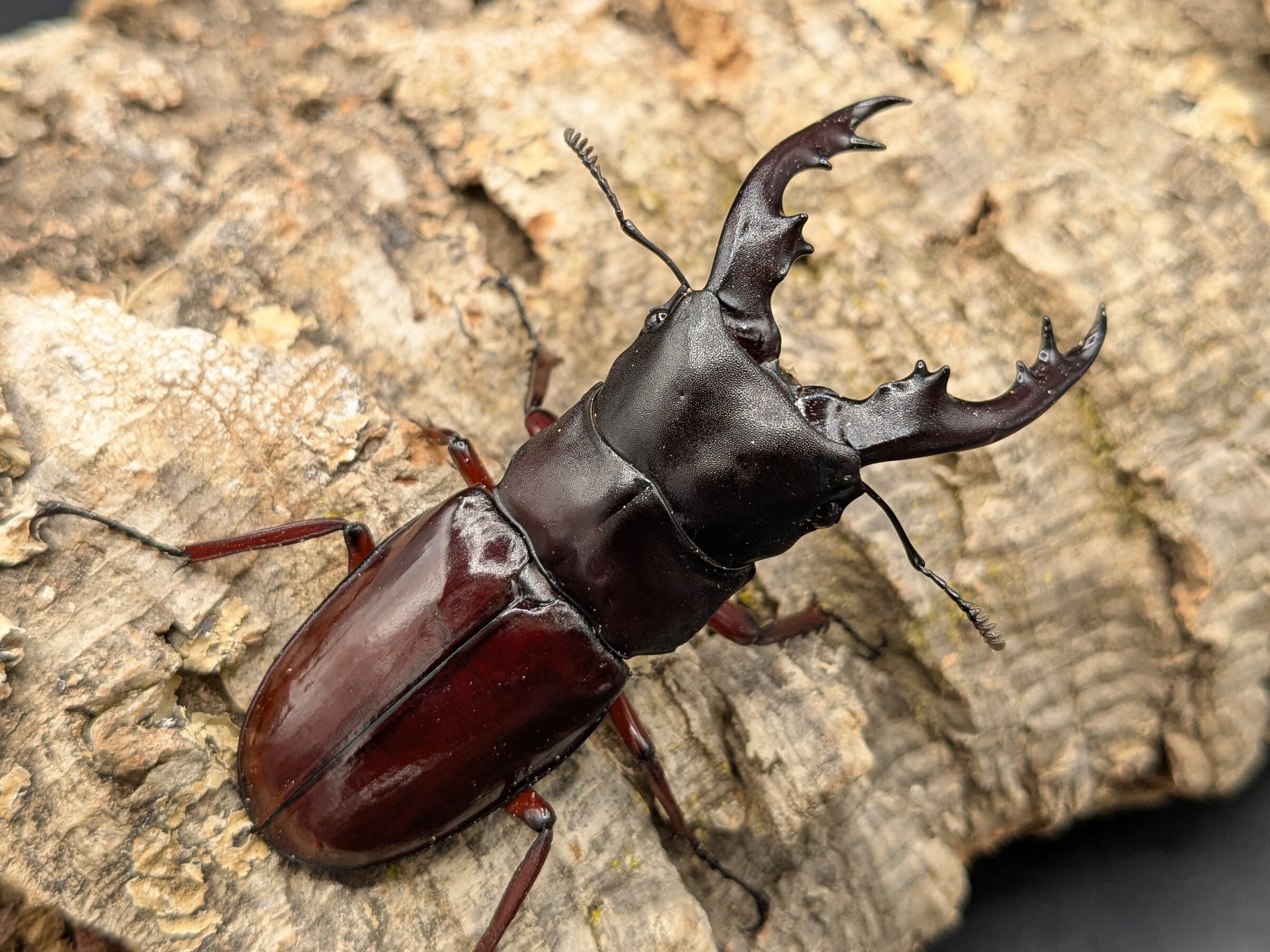 ボーリンフタマタ バミノルム ♂71mm♀38mm