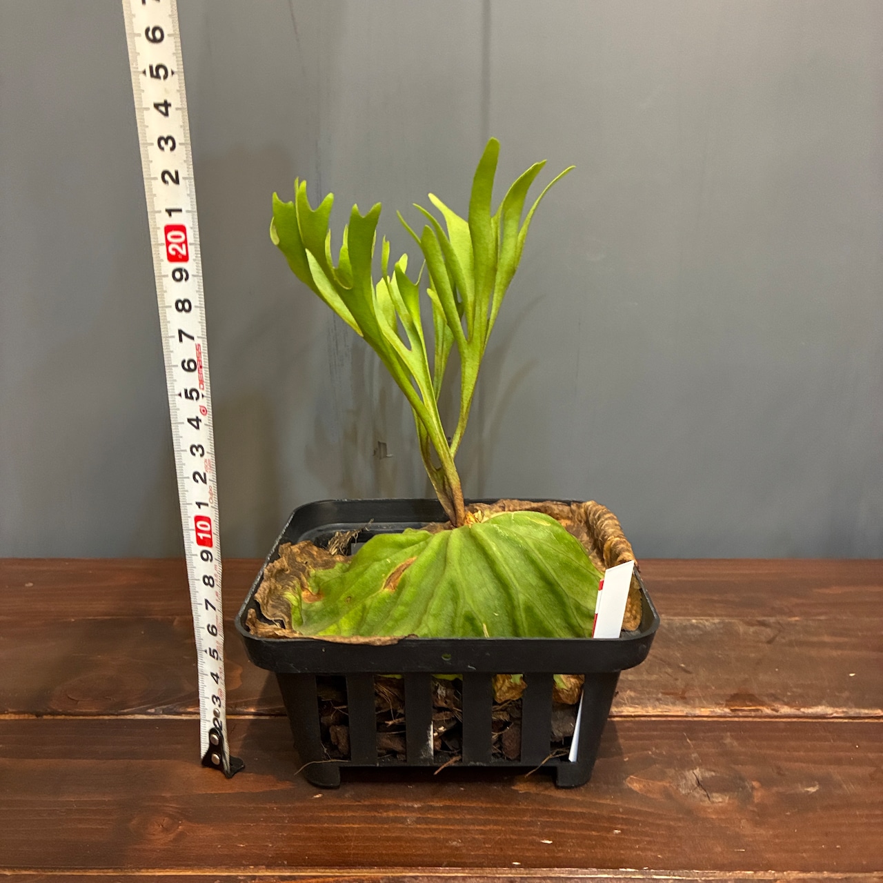 【抽選販売】【限定価格】【伊藤蟻】ビカクシダ リドレイ (upright cluster fronds #1) sporeling(限定3)