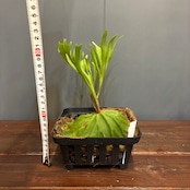 【抽選販売】【限定価格】【伊藤蟻】ビカクシダ リドレイ (upright cluster fronds #1) sporeling(限定3)