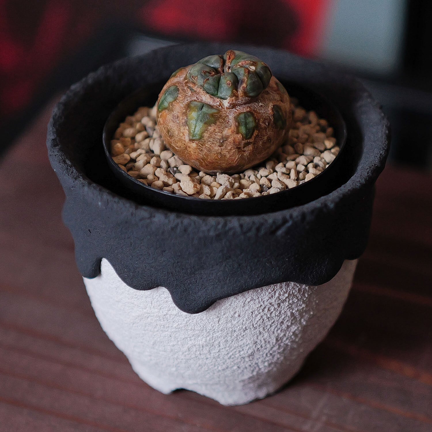 超厳選株】木質化 異型 最大幅3.3cm まん丸 超マイクロ オベサ