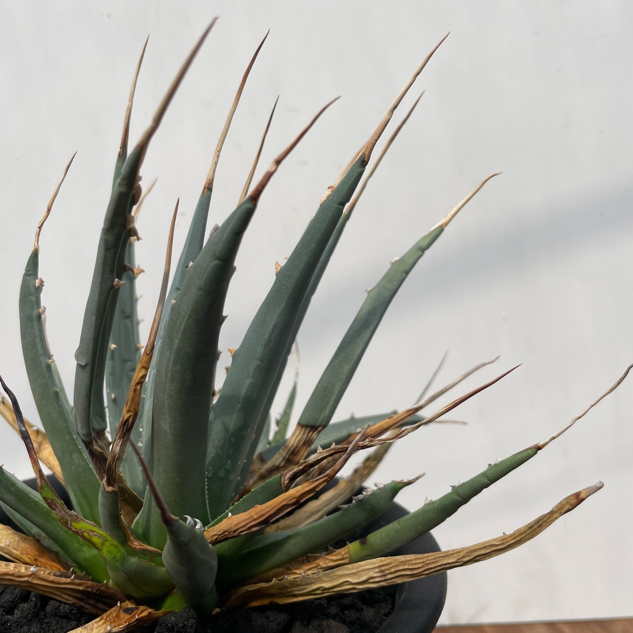 Agave utahensis var. eborispina 【アガベ・ユタエンシス・エボリスピナ】
