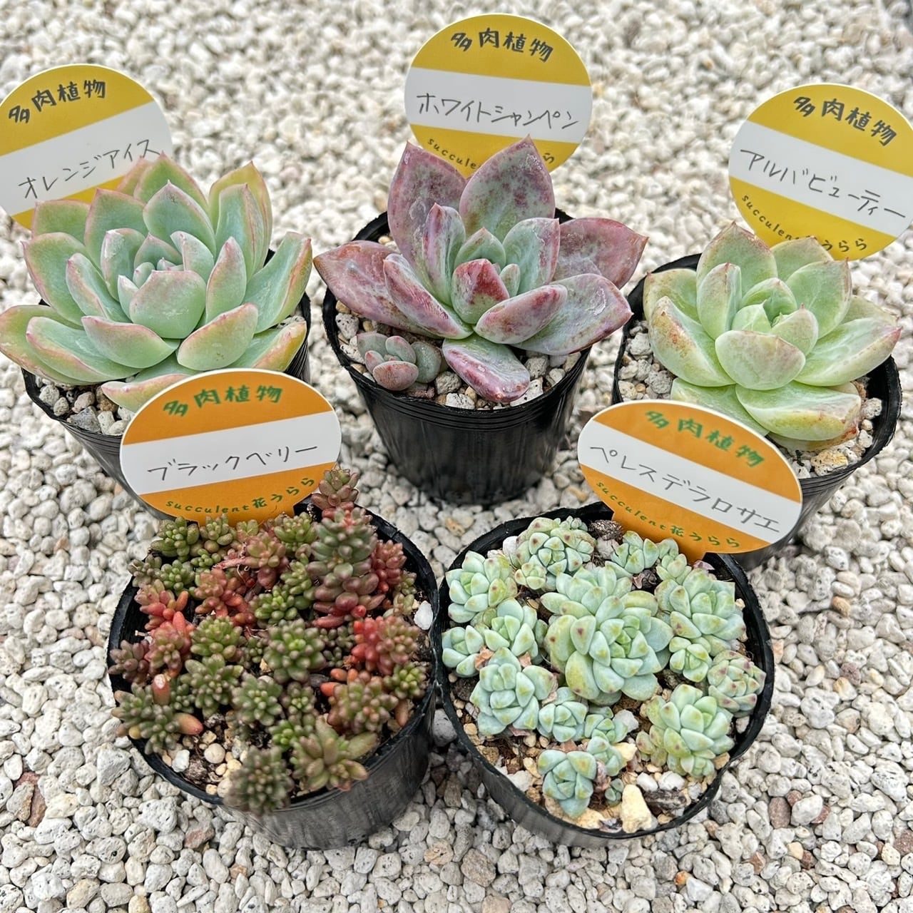 ALL ITEM | Succulent 花うらら 〜多肉植物