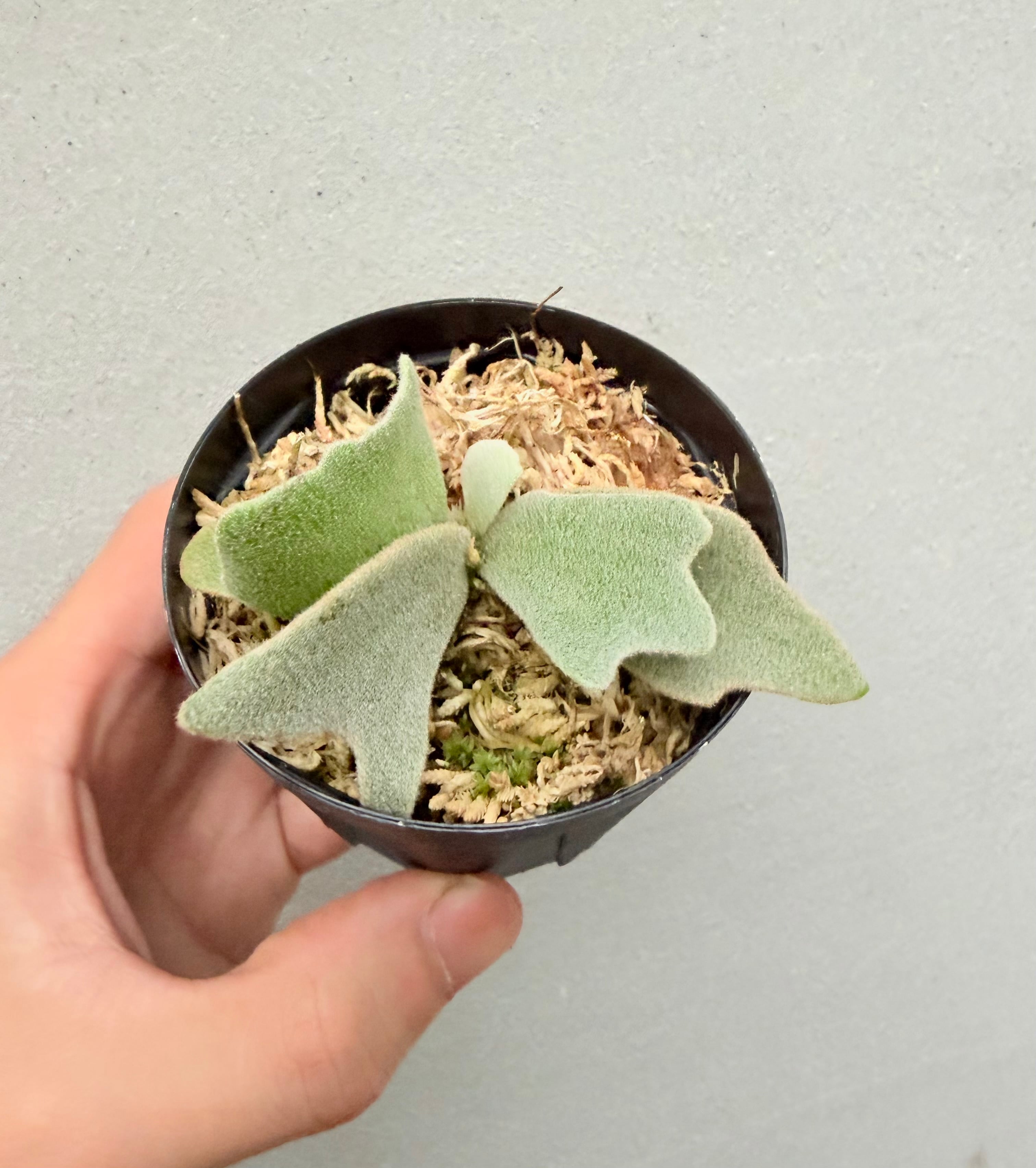 vandaka plants