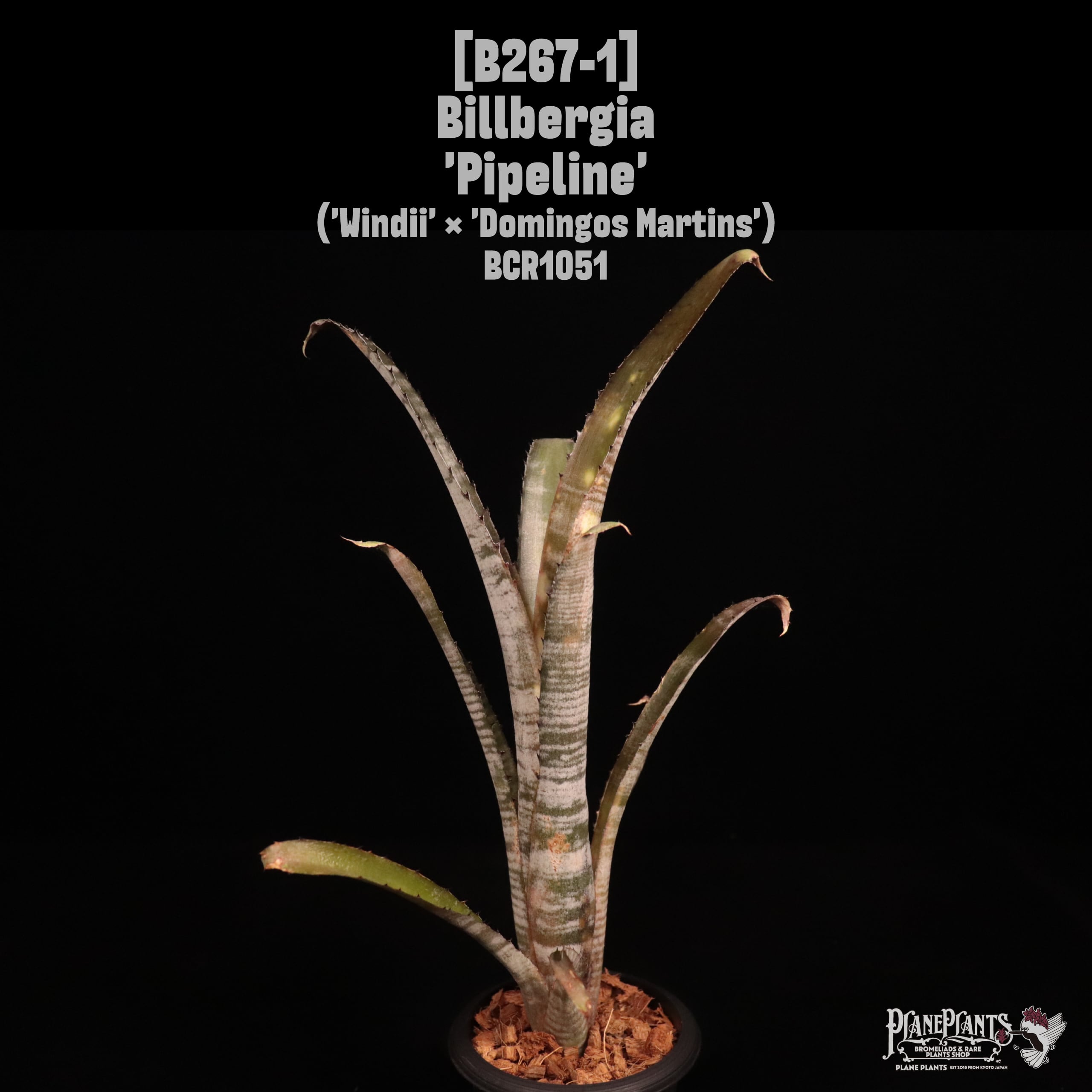 送料無料】Billbergia 'Merrie Monarch'〔ビルベルギア〕現品発送B0210