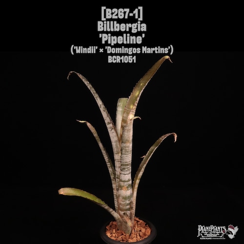 Billbergia 'Pipeline'〔ビルベルギア〕B267-1