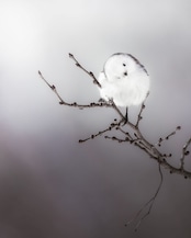 【KOKO Photo artwork】Snow Fairy/雪の妖精