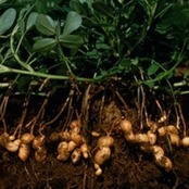 ココアピーナッツ 《千葉県産》 100g