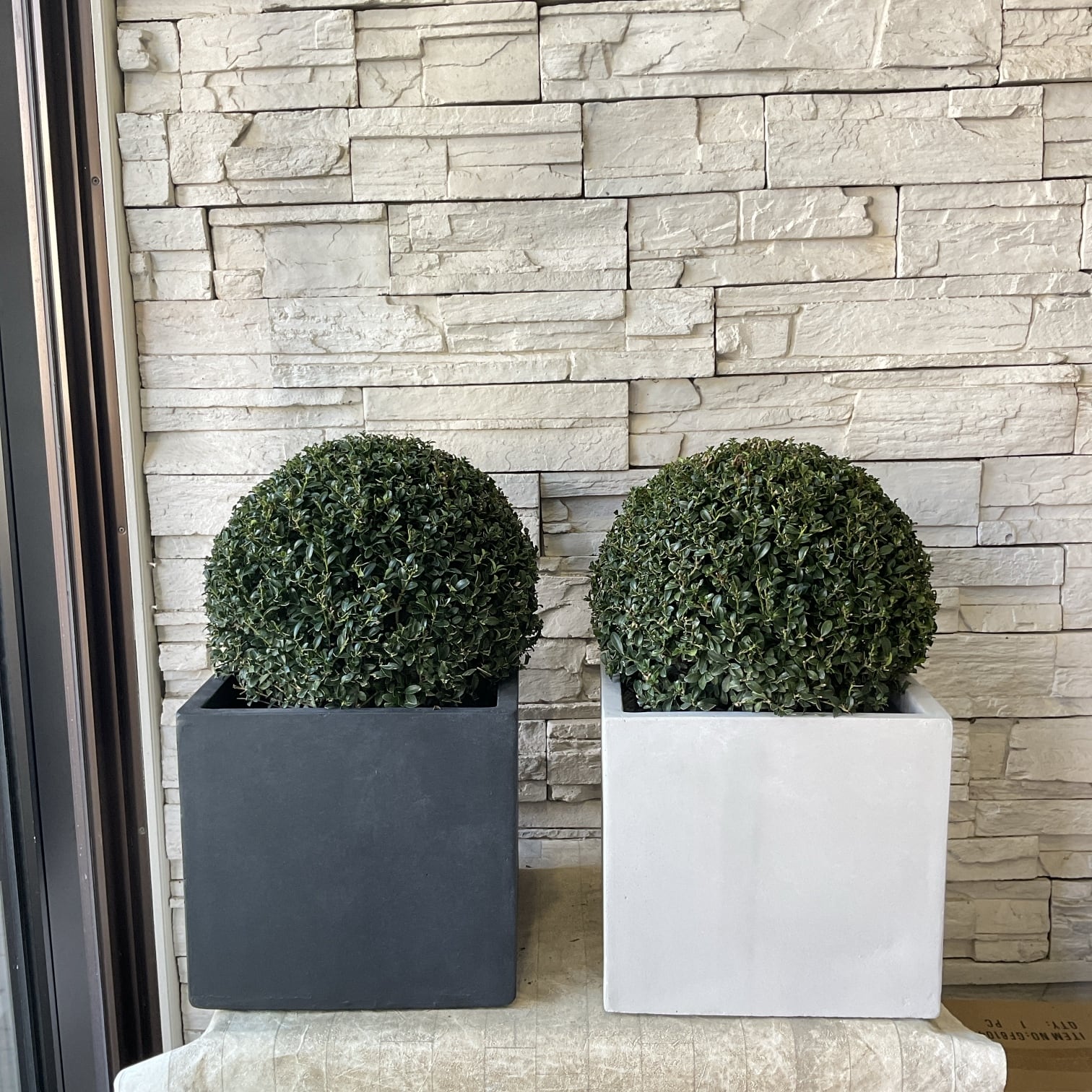 リューカデンドロン サマーフレーム 5寸鉢 | 橋本種苗園