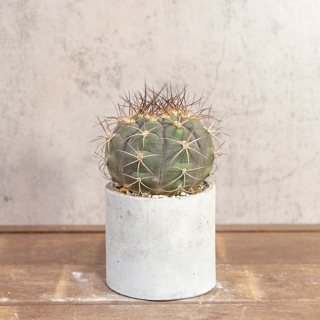 サボテン 尾形丸(Φ11㎝) 緑から紫へと変化する玉虫色の色彩が美しい 厳選仕入れの良型株 観葉植物 インテリア|虫発生抑制