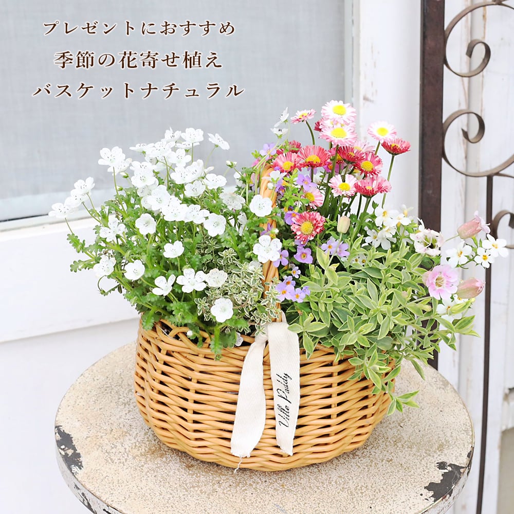 花苗 ペンタス ホワイト 3.5号 白 夏の花 丈夫 暑さに強い 秋までよく