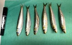 【2週間の奇跡】宝鰯/たからいわし/体脂肪質20～30％/小羽10匹/330~400g【冷凍】