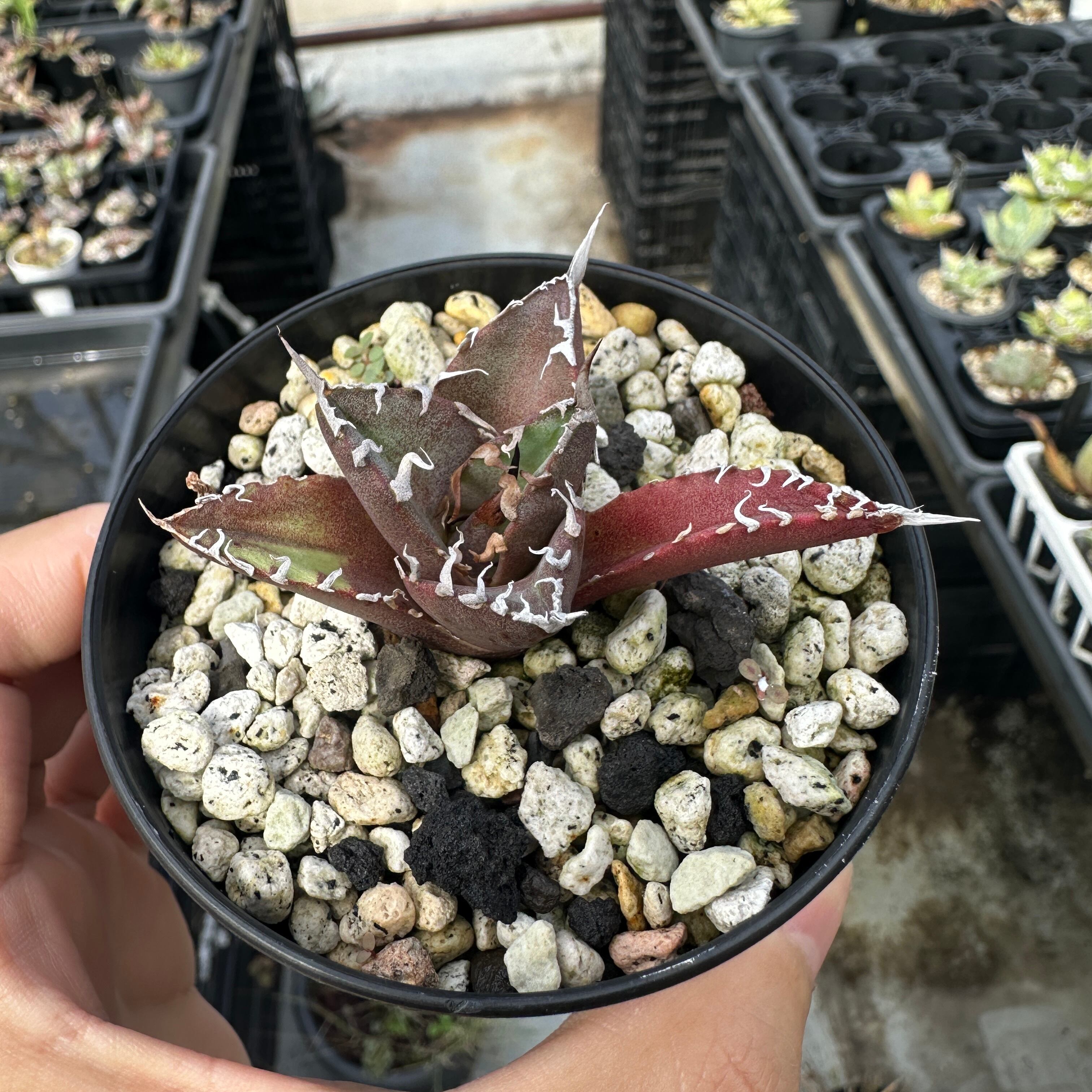 ♥アガベ シーザー♥ #084 【爆速アガベ12】 180日の動き