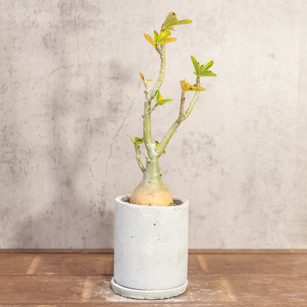 アデニウム・オベスム｜丸い塊根×スタイリッシュ枝ぶりの一点物【手作りモルタル鉢】