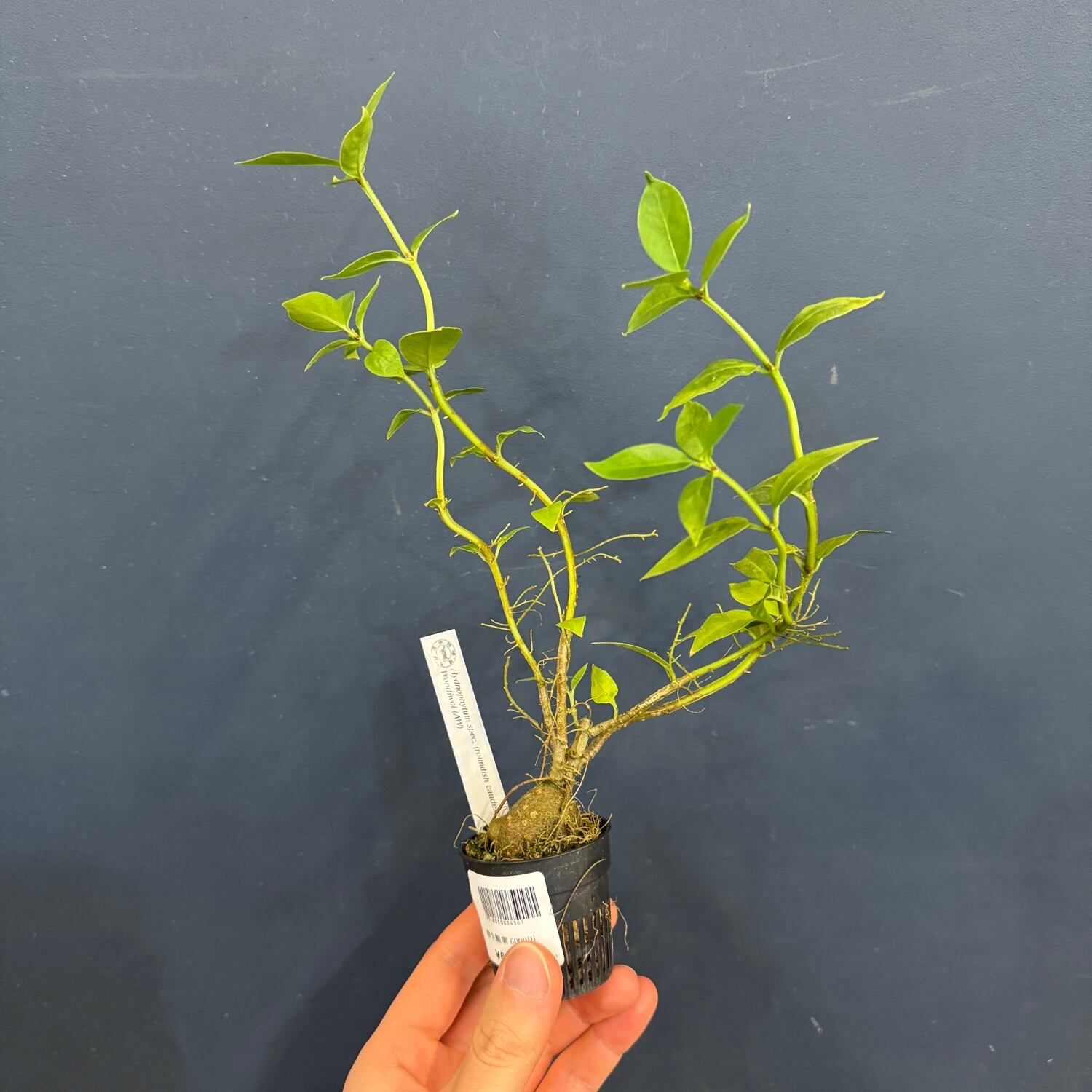 伊藤蟻】Hydnophytum spec. (roundish caudex) Wondiwoi (AW)【662